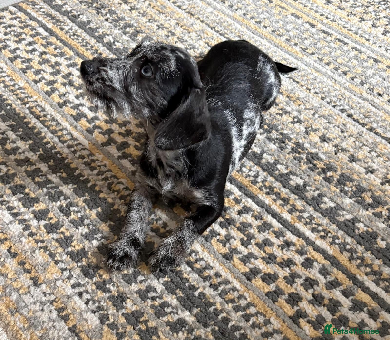 Doxiepoo dogs TRIXIE Fully VACCINATED READY NOW DOXIEPOOS  - Advert 1