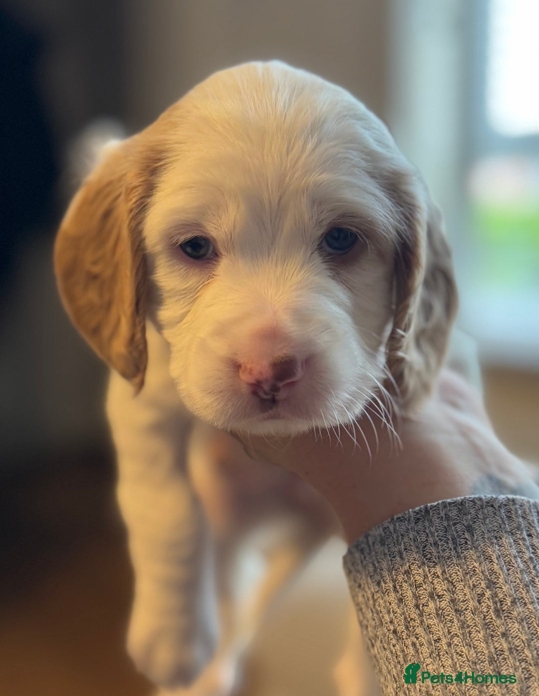 Cockapoo dogs for sale: Two gorgeous F2b Cockapoo girls left  - Advert 9