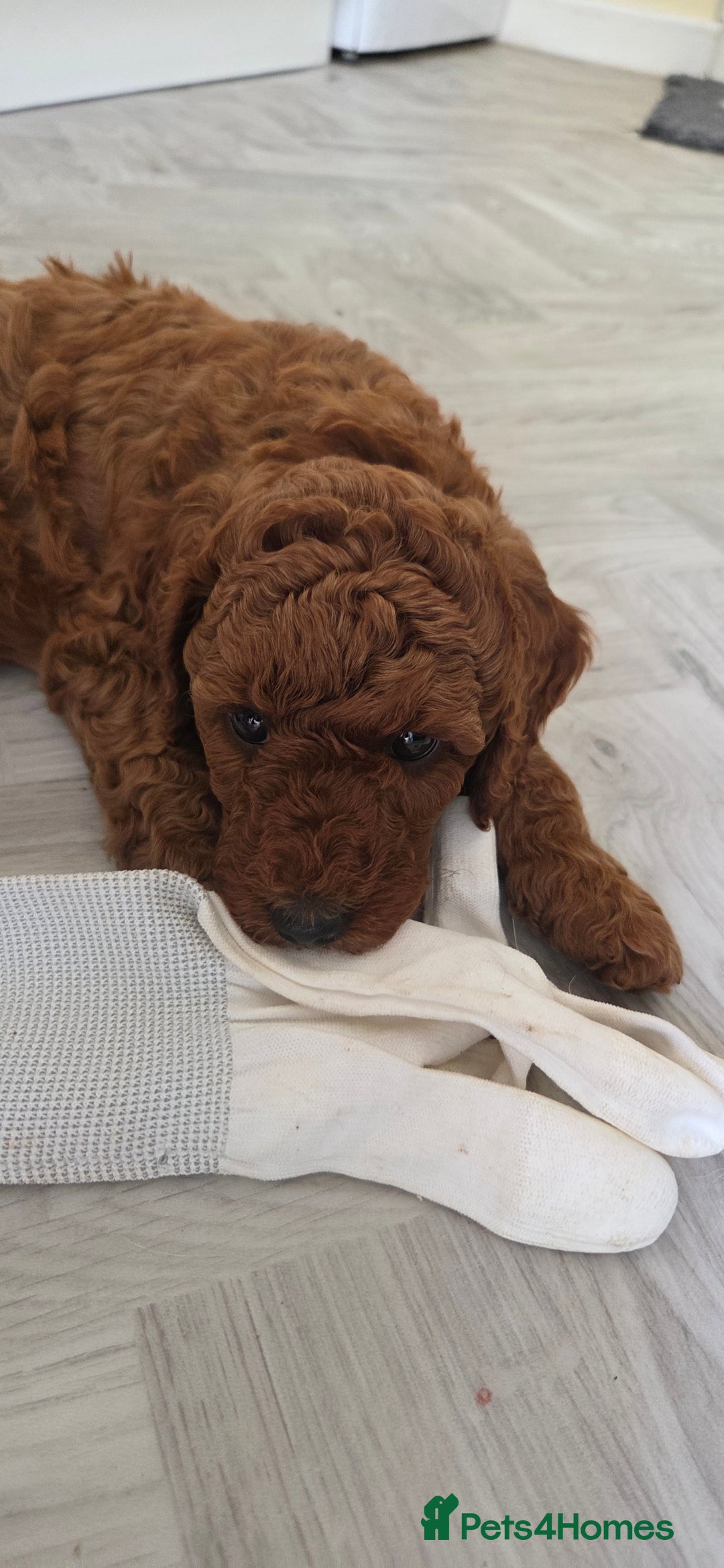 Miniature Poodle dogs for sale: Female Red miniature poodle puppy - Image 7