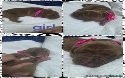 Mixed Breed dogs for sale: Dogue de bordeaux x staff puppies  - Image 7