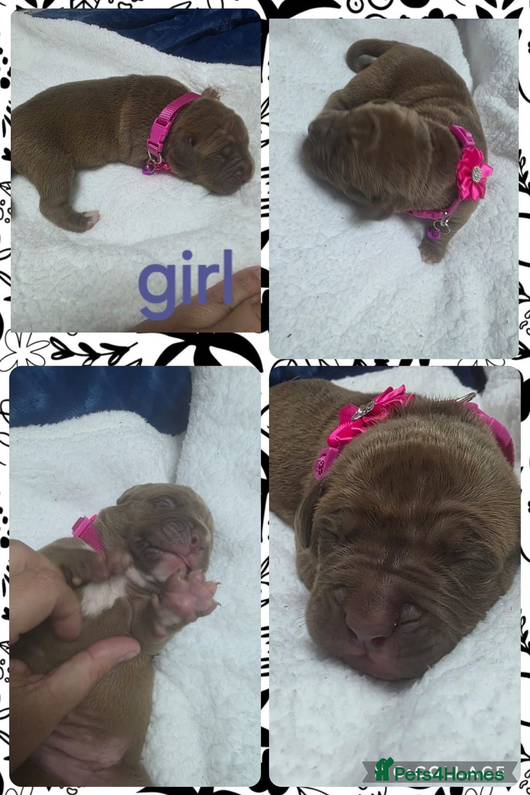 Mixed Breed dogs for sale: Dogue de bordeaux x staff puppies  - Image 7