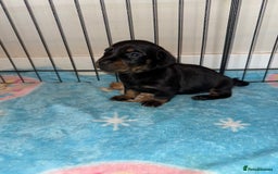 Dachshund dogs for sale: BEAUTIFUL DACHSHUND PUPPIES 🐾 - Image 6