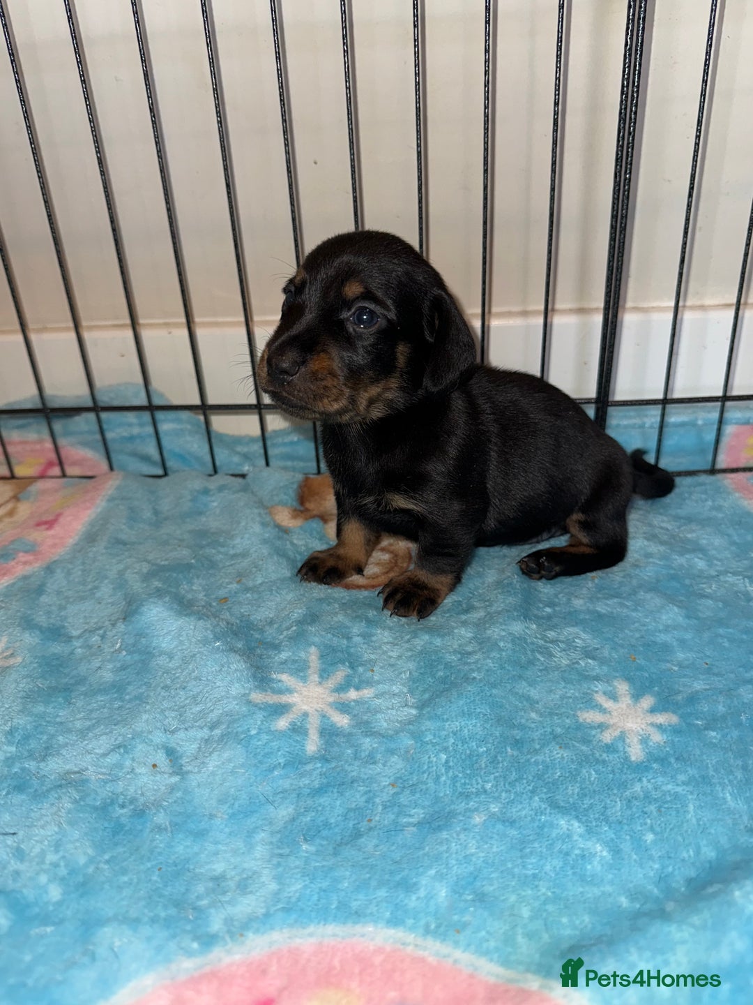 Dachshund dogs for sale: BEAUTIFUL DACHSHUND PUPPIES 🐾 - Image 6