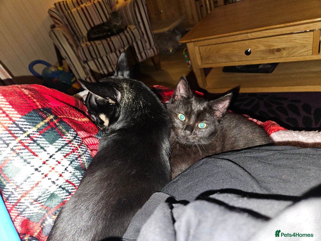 Mixed Breed cats for sale: Kitten for sale £20 - Advert 4