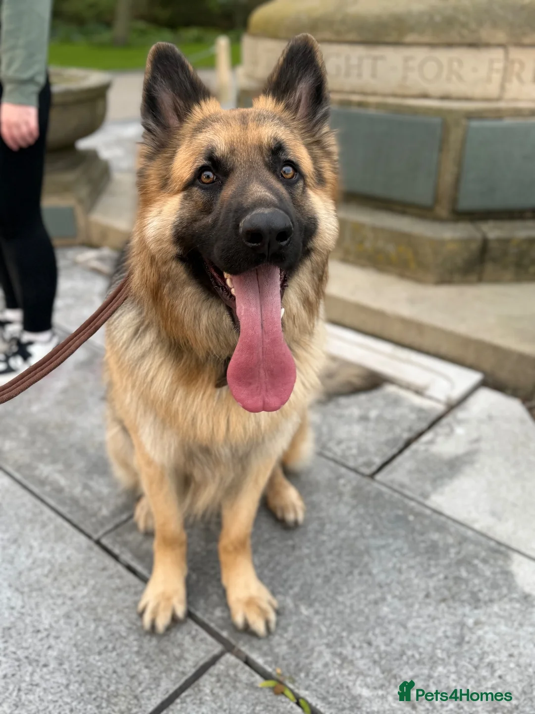 German Shepherd dogs for sale: Male German Shepherd- sad rehome  - Advert 1