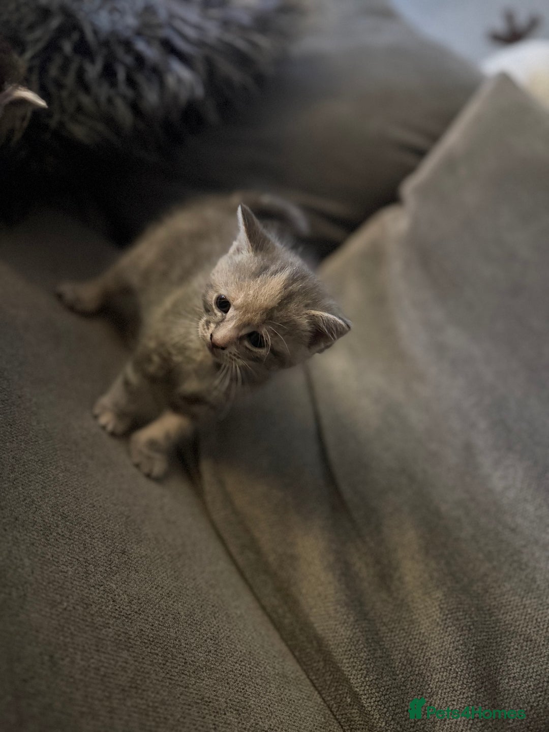 Mixed Breed cats for sale: Stunning kittens ready for new homes  - Advert 2