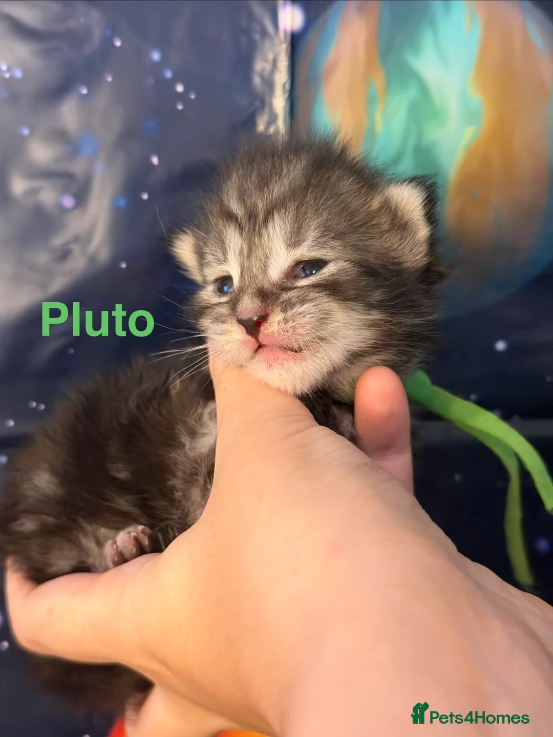 Maine Coon cats for sale: TICA Registered Maine Coon Kittens  - Advert 25