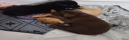Labrador Retriever dogs for sale: Labrador puppies - Advert 18