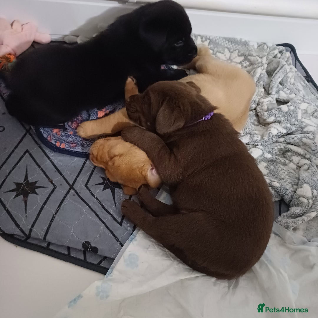 Labrador Retriever dogs for sale: Labrador puppies - Advert 18