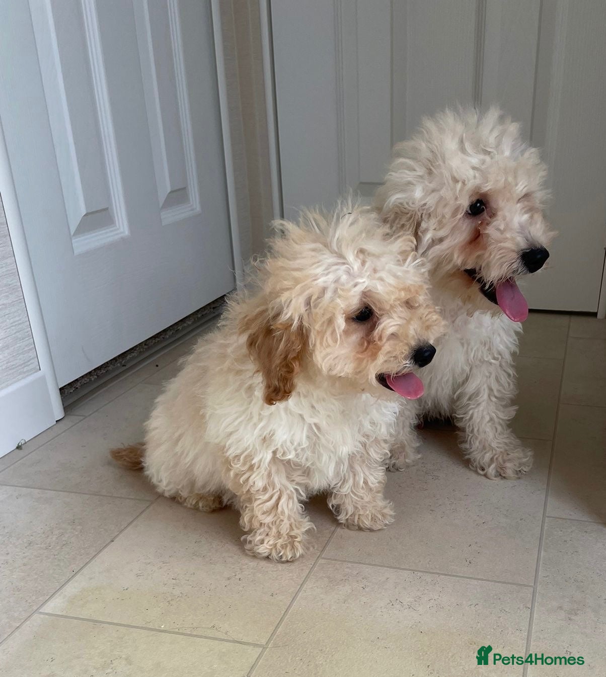 Miniature Poodle dogs Two beautiful miniature poodles  - Advert 1