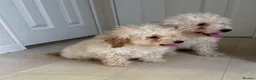 Miniature Poodle dogs for sale: Two beautiful miniature poodles  - Advert 1