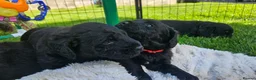 Double Doodle dogs for sale: F2 Miniature Australian Double Doodle  - Advert 9