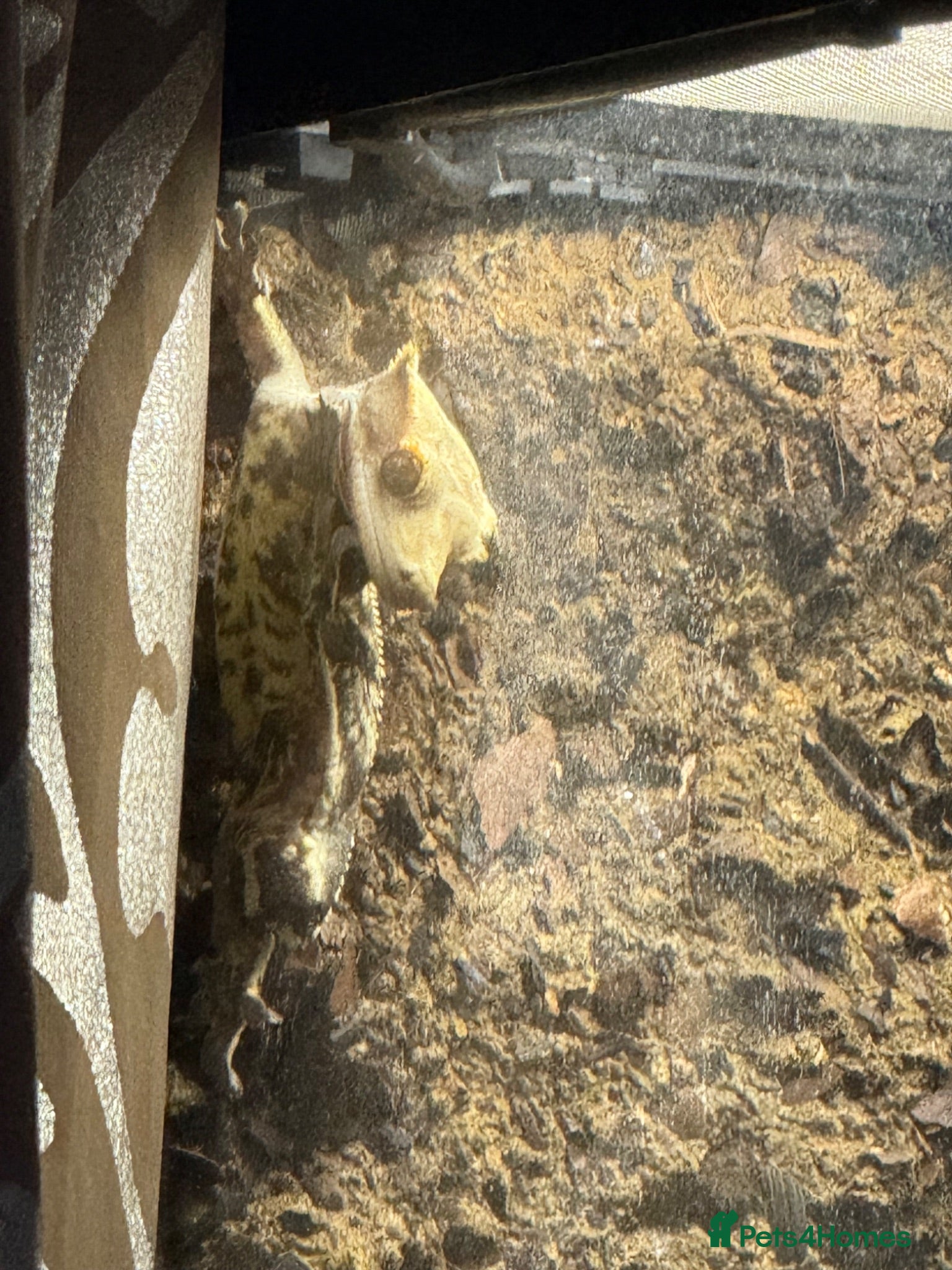 Gecko reptiles Crested Gecko with enclosure  - Advert 4