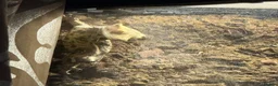 Gecko reptiles for sale: Crested Gecko with enclosure  in Caldicot - Advert 1
