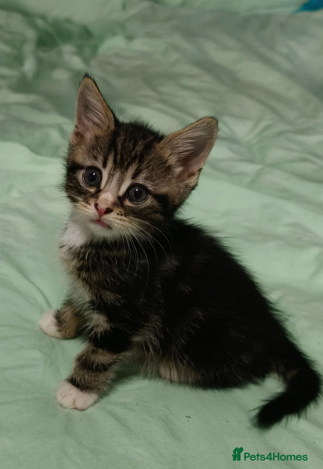 Mixed Breed cats for sale: Beautiful kittens £80 each - Advert 2