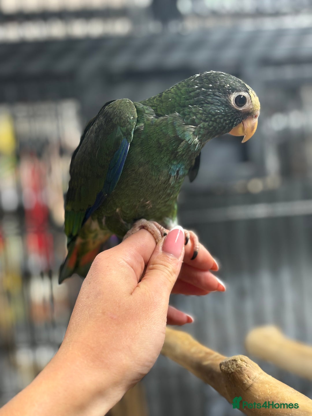 Parrots birds for sale: Hand reared white capped Pinous  - Image 1