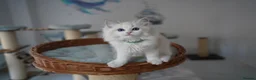 Ragdoll cats for sale: TICA registered kitten  - Advert 8