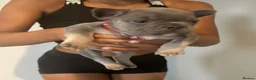 French Bulldog dogs for sale: 8 newborn frenchies  - Advert 16