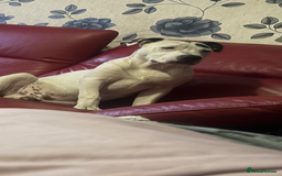 Mixed Breed dogs for sale: Male 7 months old  - Image 3