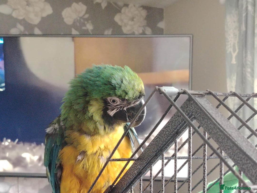 Macaws birds for sale: Hello my name is Charlie  - Image 4