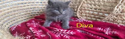 Maine Coon cats for sale: Maine Coon Kitten Reservation  - Advert 11
