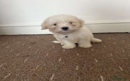 Bichon Frise dogs for sale: Bichon frise Puppy 🐶💎💎 - Image 1
