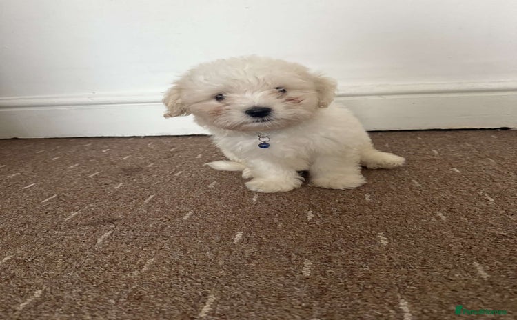 Bichon Frise dogs - Advert 3