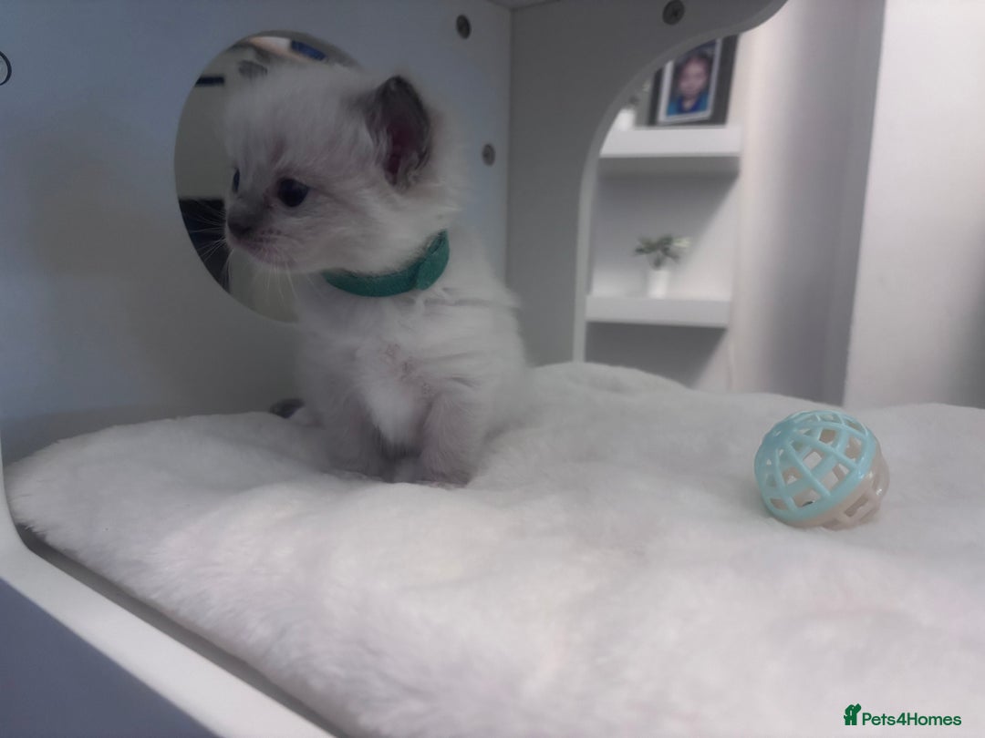 Ragdoll cats for stud: Gorgeous Ragdoll stud  - Image 13