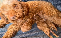 Mixed Breed dogs for sale: Beautiful Deep Red Poodle Puppy’s For Sale Kent  - Image 14