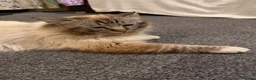 Birman cats for sale: Birman kittens  - Advert 6