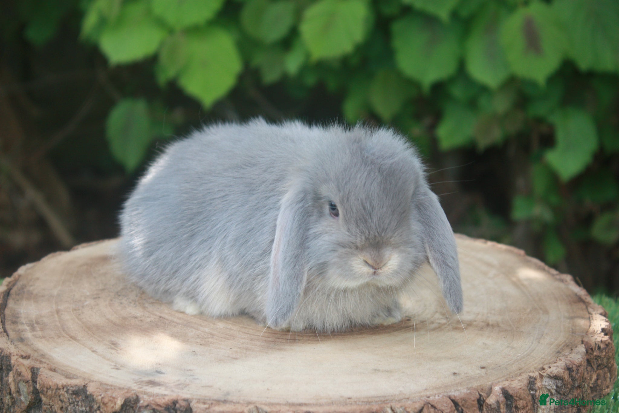 Mini Lop rabbits Pure bred Mini lop baby rabbits  - Advert 11