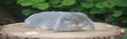 Mini Lop rabbits for sale: Pure bred Mini lop baby rabbits  - Advert 4