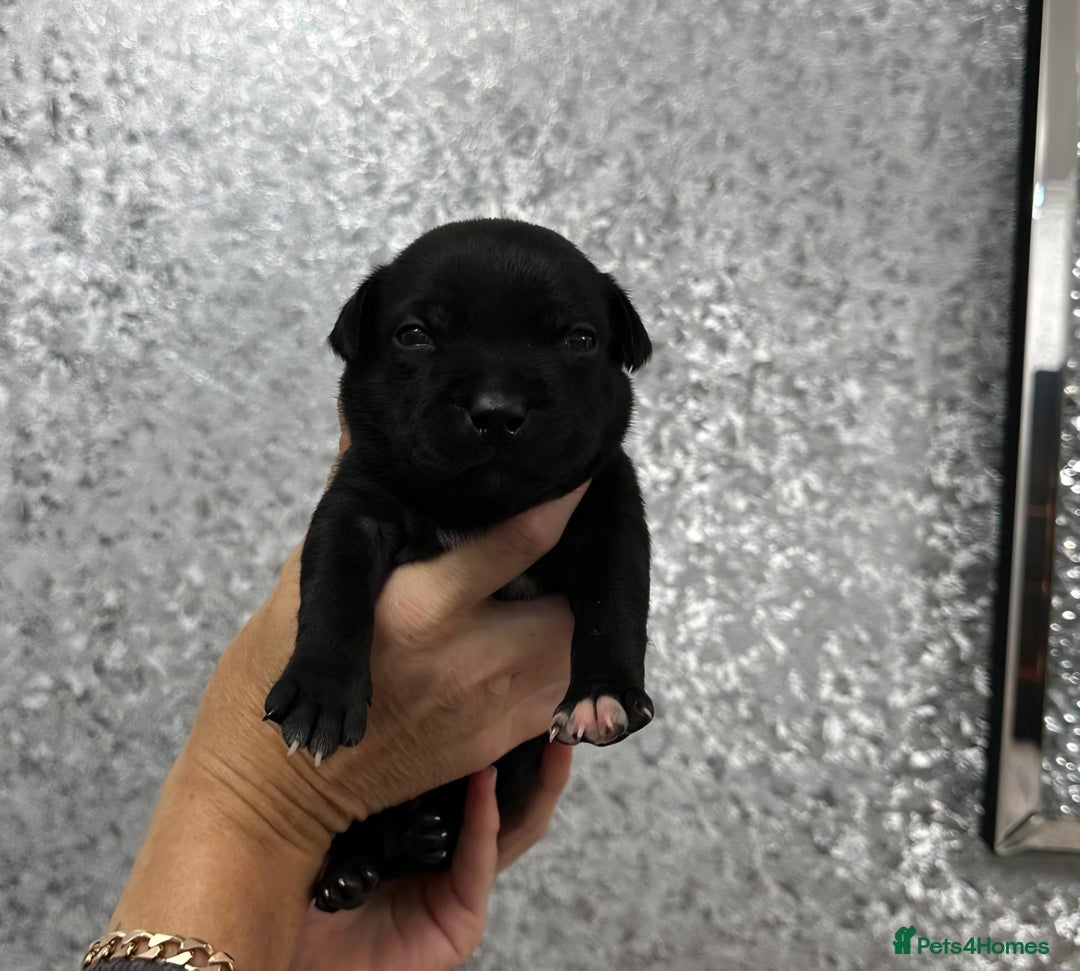 Staffordshire Bull Terrier dogs for sale: KC Staffordshire Bull Terrier Puppies 🖤 - Image 20