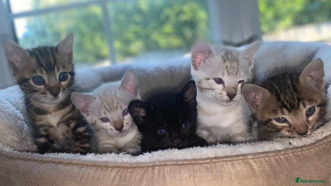 Bengal cats for sale: 5 Bengal Kittens (snow, brown, black) - Image 1