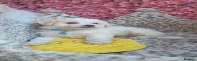 Bichon Frise 4