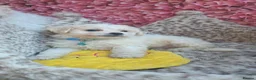 Bichon Frise dogs for sale: Bichon Frisé  - Advert 3