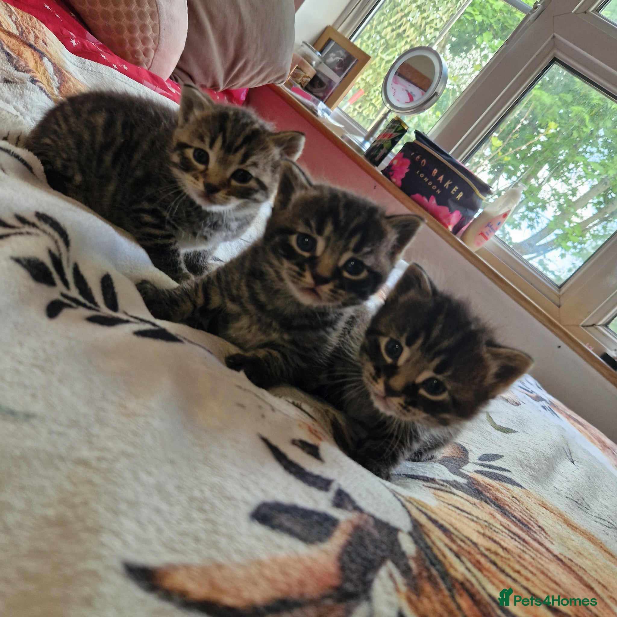 British Shorthair cats Stunning kittens ready soon  - Advert 2