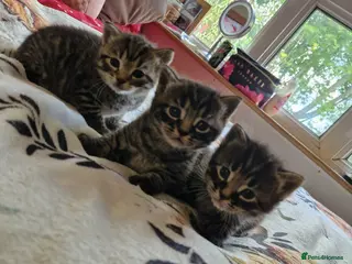 British Shorthair cats Stunning kittens ready soon - Advert 18