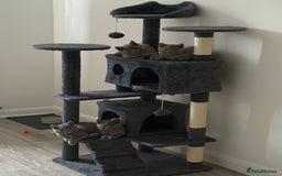British Shorthair cats for sale: British Blue Shorthair - Image 8