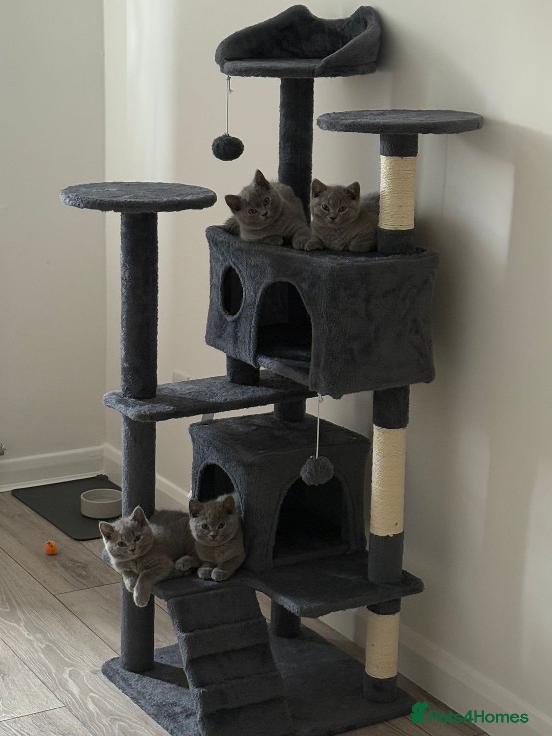 British Shorthair cats for sale: British Blue Shorthair - Image 8