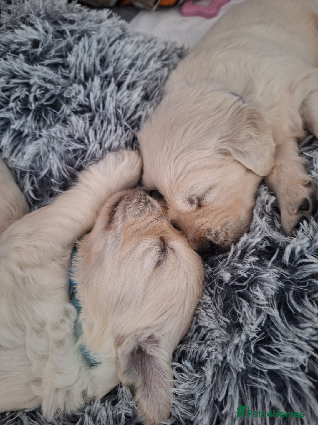 Golden Retriever dogs for sale: Adorable KC Reg Golden Retriever Puppies - Image 8