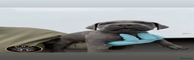 Red (blue/grey)
