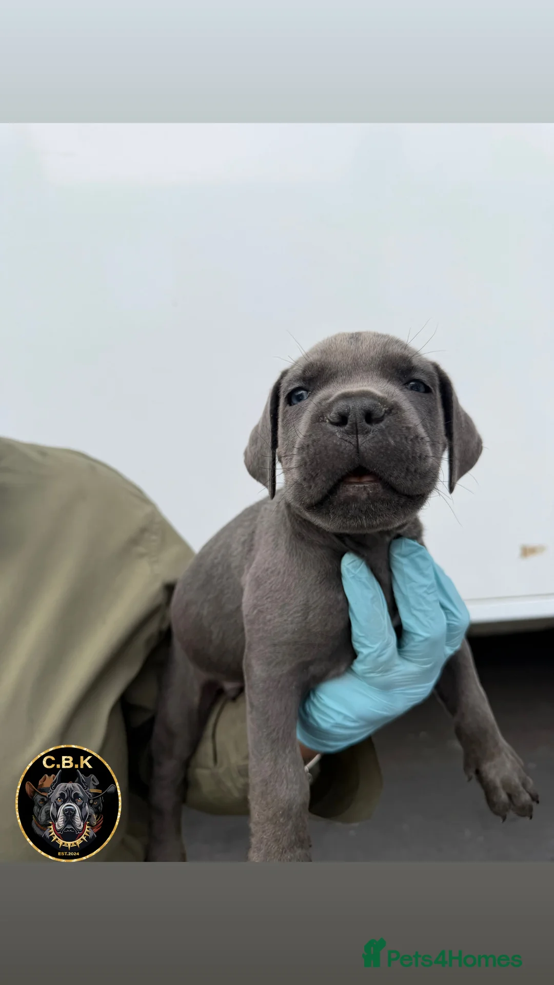Cane Corso dogs for sale: Premium Cane Corso Puppies *Genesis Bloodline* - Advert 2