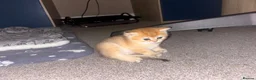 British Shorthair cats for sale: BSH GCCF NY25 golden chinchilla boys kittens - Advert 4