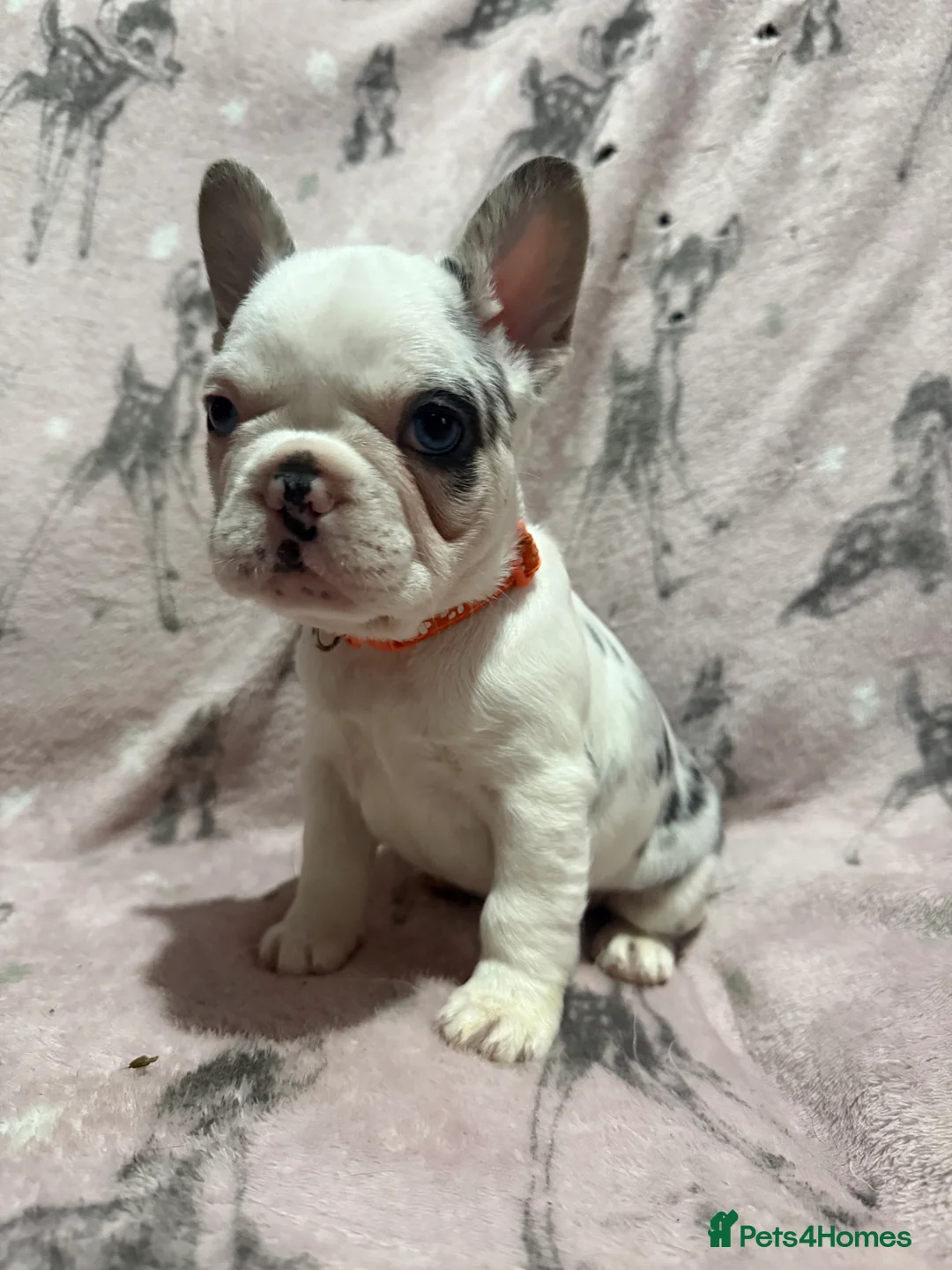 French Bulldog dogs for sale: LAST MALE LEFT beautiful KC reg French Bulldog - Advert 3