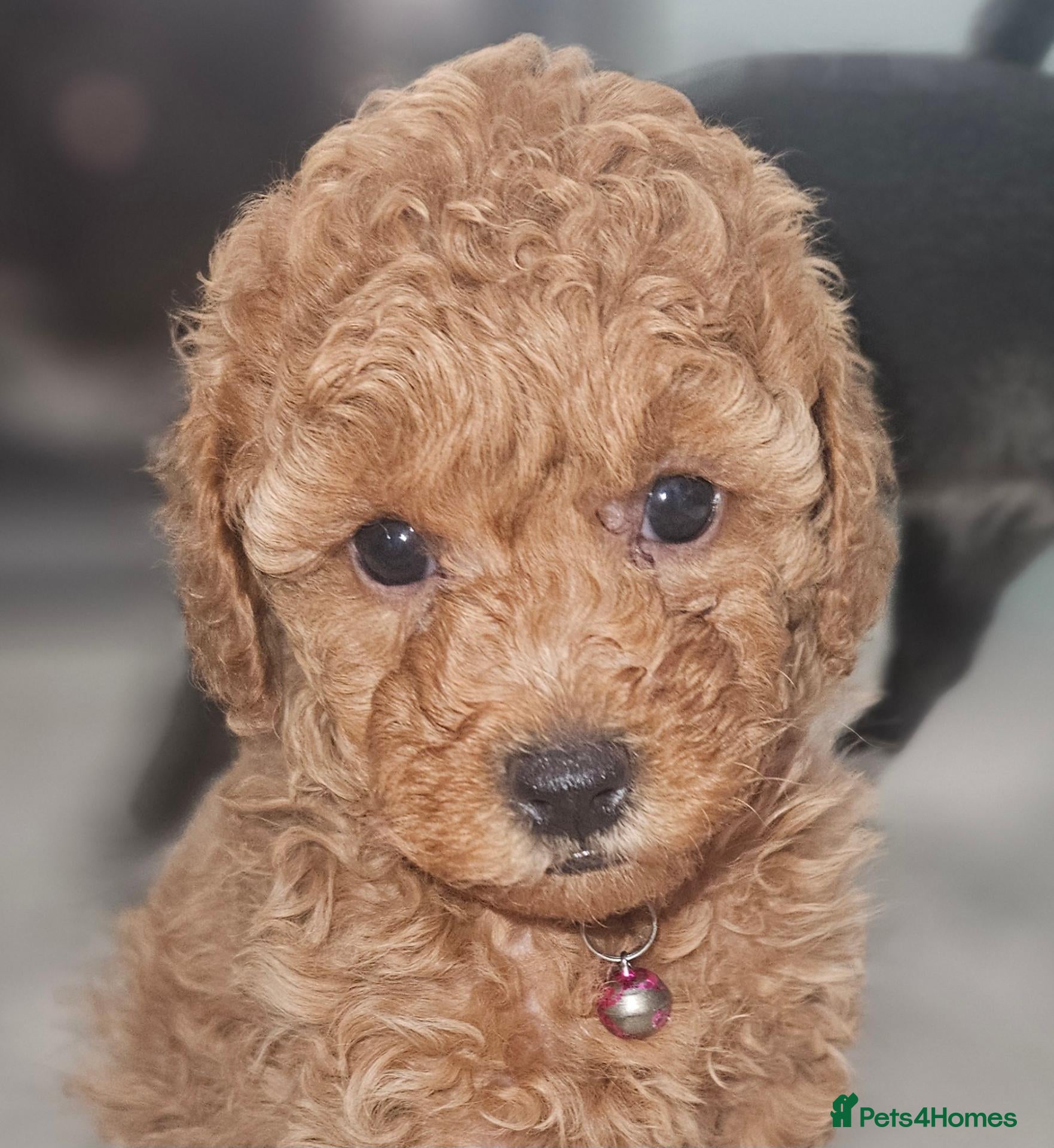 Toy Poodle dogs Licensed breeder kc reg Girl available  - Advert 1