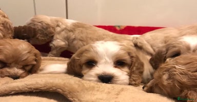 Cockapoo dogs BEAUTIFUL HEALTH CLEAR F1 COCKAPOOS - Advert 12