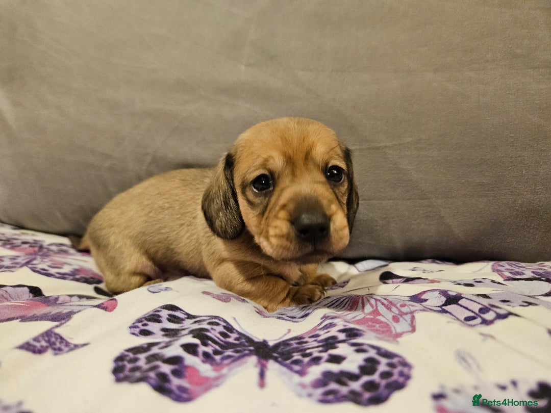 Miniature Dachshund dogs for sale: Miniature Daschund. *2 left* - Advert 5