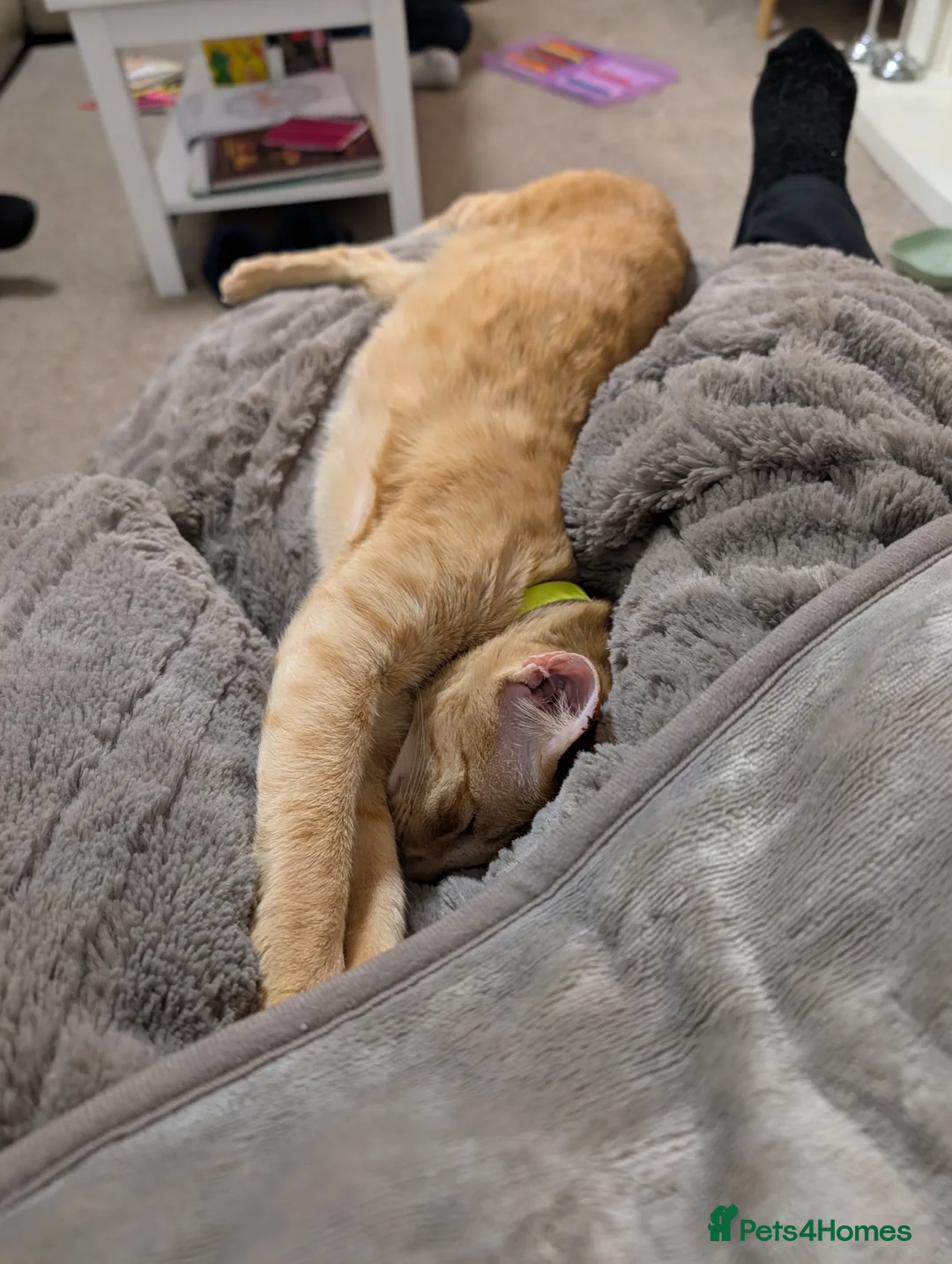 Oriental cats for sale: Kasper Male Oriental  - Advert 1