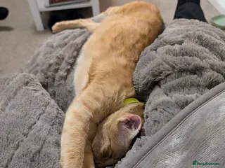 Oriental cats Kasper Male Oriental - Advert 10